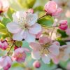 blumige noten