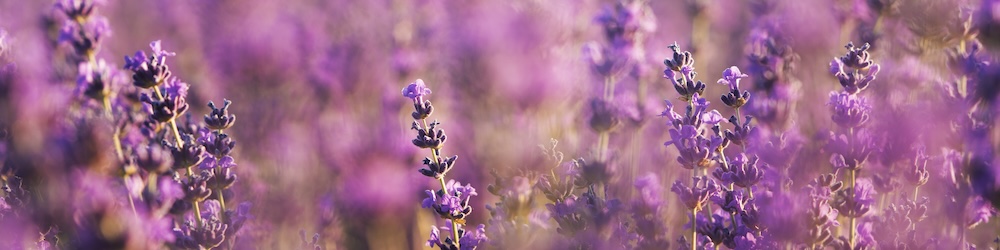 Lavendel Lavendel